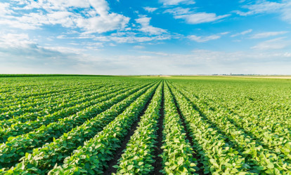 The Sustainability Series: Regenerative Farming and the Future of Food