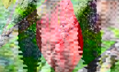 Chocolate is THIS girls best friend